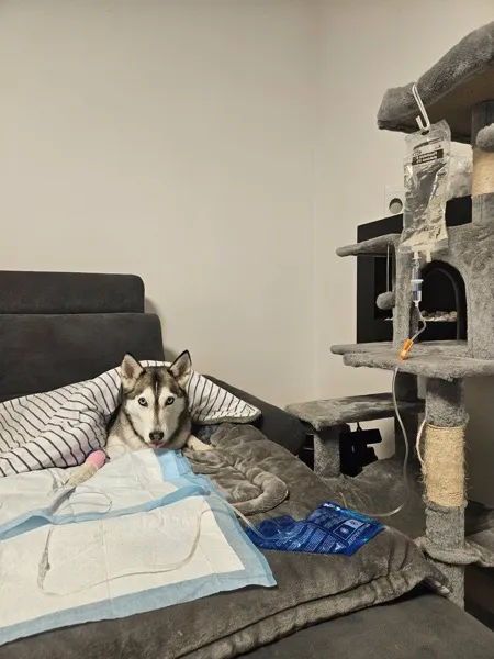 Chlupatý klient Ducktorky